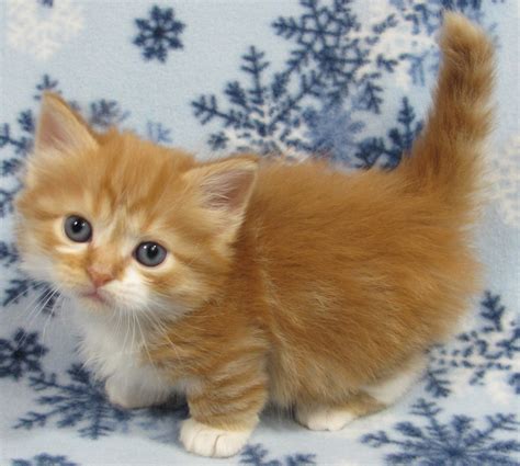 Maine Coon Kittens from GGLegacy Maine Coon Cattery in South Bridge. . Kittens for sale in ma
